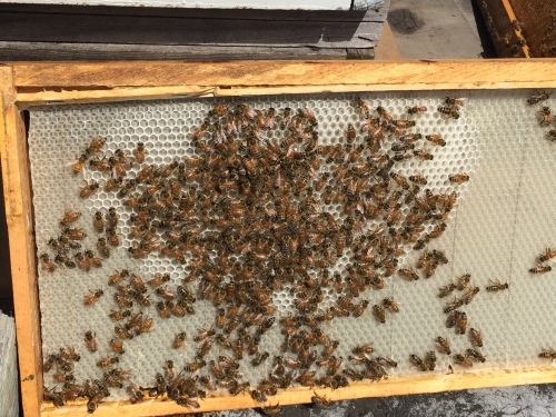 Bees in our north hive are drawing out their fourth frame of comb in a week.